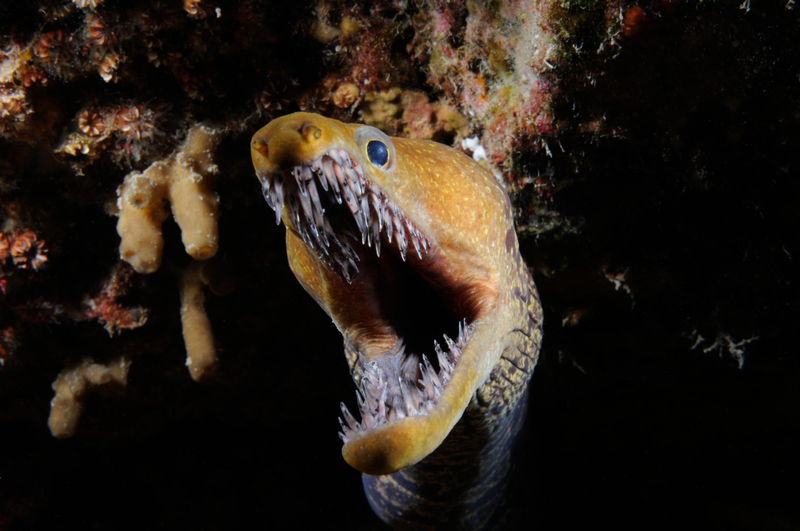 Moray Eel | Getty Images photo by By Jorge Sorial/500px