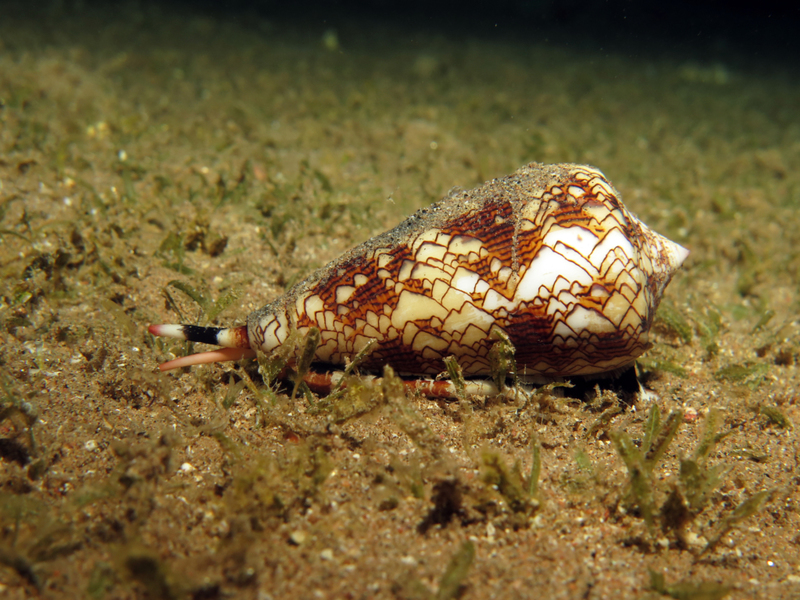 Cone Snail | Shutterstock