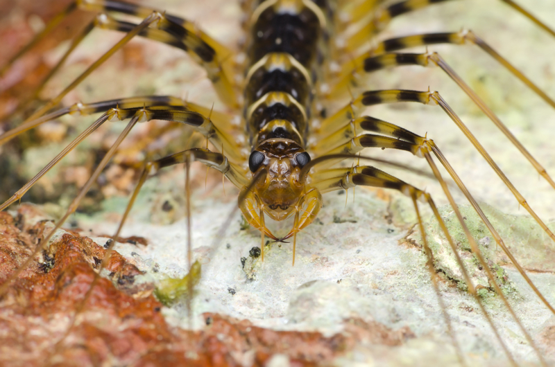 Centipede | Shutterstock