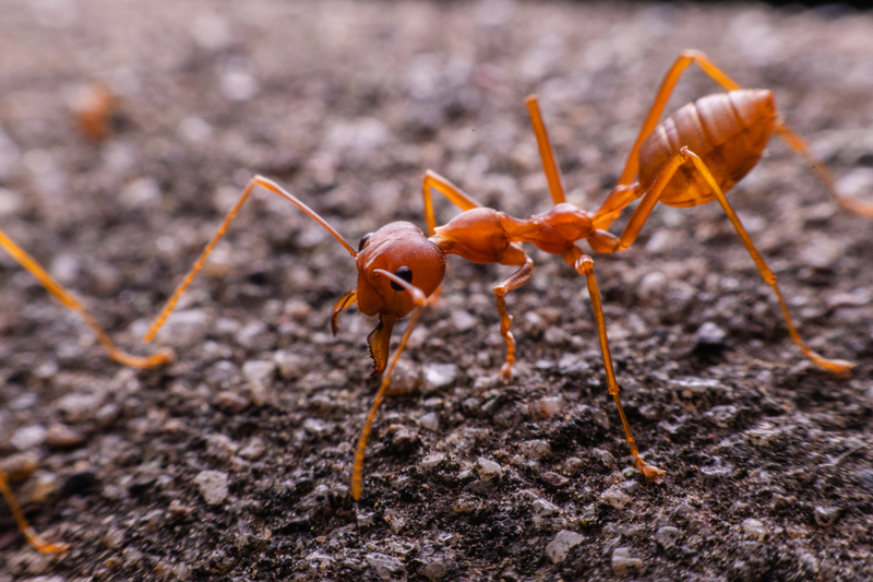 Fire Ant | Shutterstock