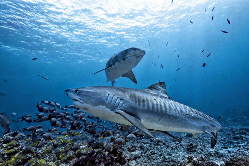 Tiger Shark | Shutterstock