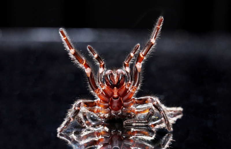 Australian Funnel Web Spider | Alamy Stock Photo