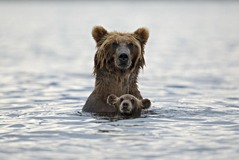 Grizzly Bear | Getty Images photo by Marco Mattiussi