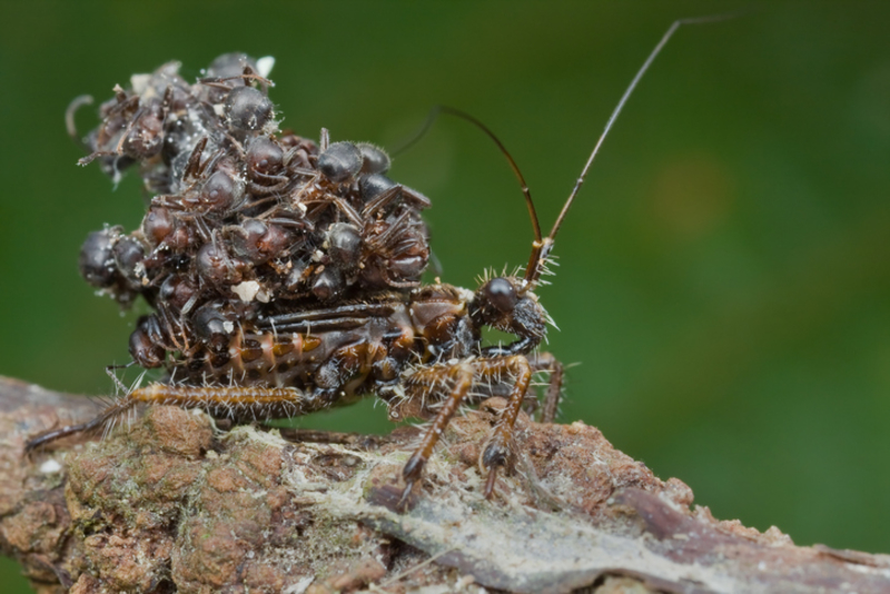 Assassin Bugs | Getty Images Photo by up close with nature