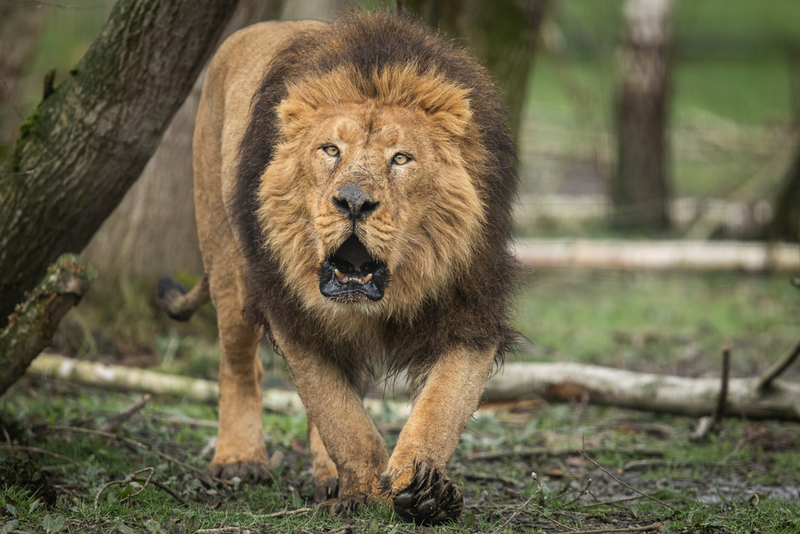 Asian Lions | Shutterstock