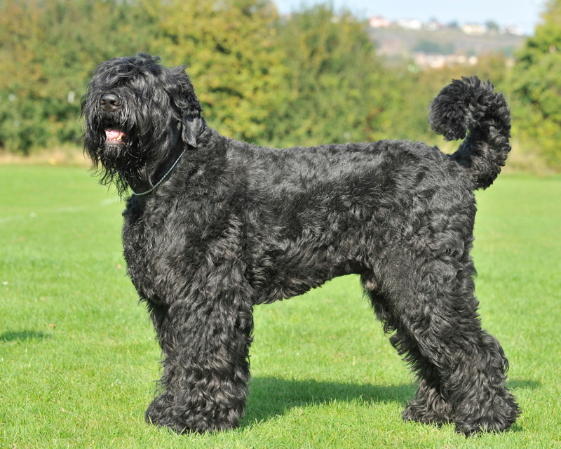 38. Russian Black Terrier | Alamy Stock Photo 