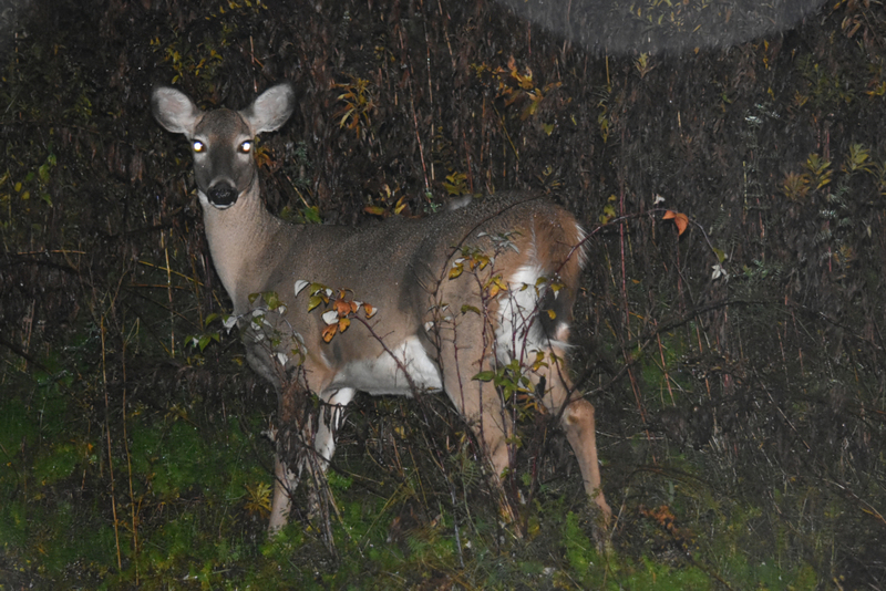 Glowing Eyed Buck | Getty Images Photo by WenLaf