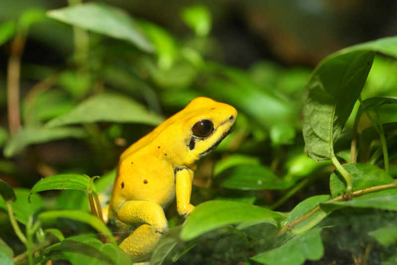 Golden Poison Frog | Alamy Stock Photo by Nobuo Matsumura 