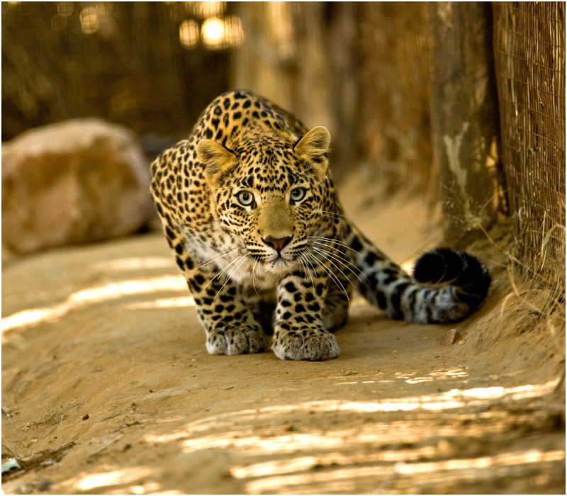 Sri Lankan Leopard | Alamy Stock Photo by Dinodia Photos RM