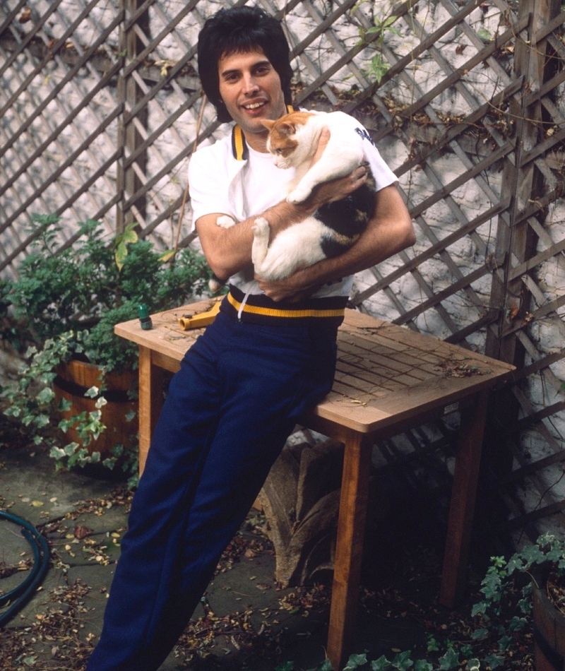 Freddie Mercury vivía con diez gatos | Sheila Rock/Shutterstock Editorial