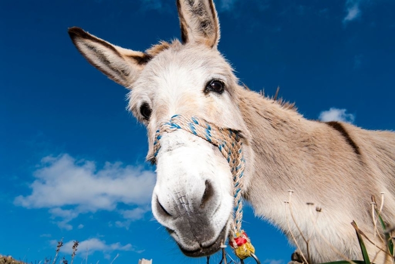 The Donkey Symbol of the Democratic Party Originated from an Insult! | Getty Images Photo by bildbaendiger