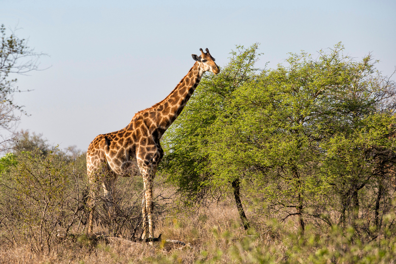 Giraffes as Tall as A Single-Story House | Shutterstock