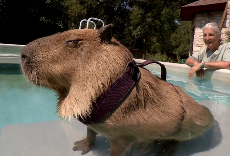 Gary the Capybara | Youtube.com/Animal Planet