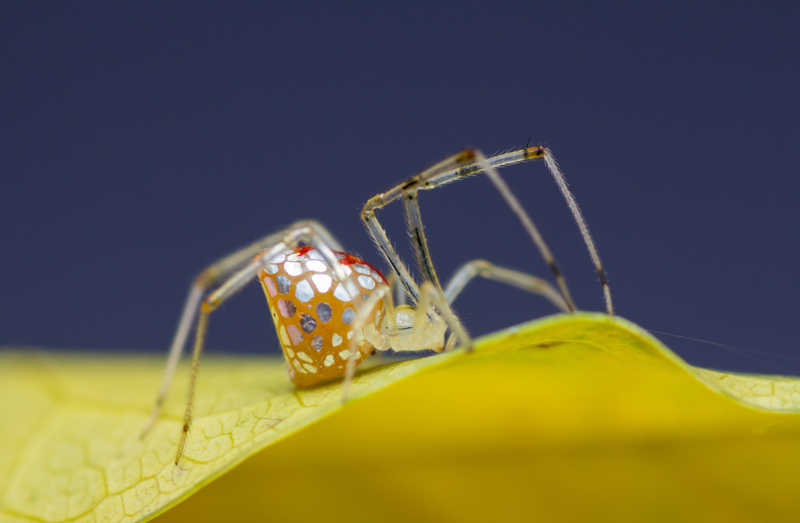 This Is a Stained Glass Spider! | Getty Images Photo by Manoj Kumar Tuteja